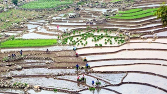 Mùa cấy lúa trên ruộng bậc thang