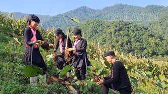 Nhân dân xã Cốc Mỳ thu hoạch 315 tấn củ khoai môn