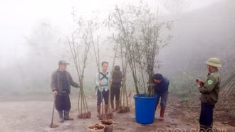 Người dân xã A Lù trồng 10 ha cây trúc sào để nâng cao thu nhập và phát triển du lịch