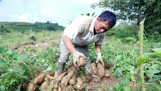 Vùng cao Bát Xát vào vụ thu hoạch củ sâm đất