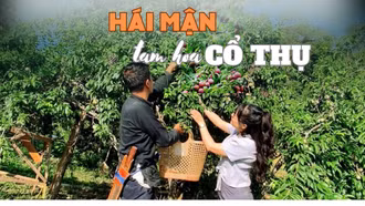 Hái mận tam hoa cổ thụ