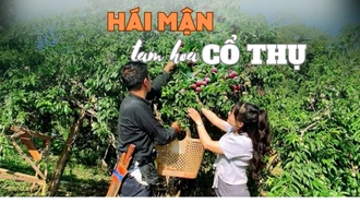 Hái mận tam hoa cổ thụ