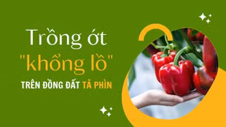 Trồng ớt “khổng lồ” trên đồng đất Tả Phìn