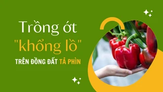 Trồng ớt “khổng lồ” trên đồng đất Tả Phìn