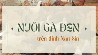 Nuôi gà đen trên đỉnh Nàn Sín