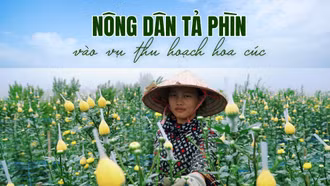 Nông dân Tả Phìn vào vụ thu hoạch hoa cúc