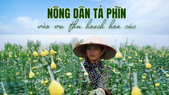 Nông dân Tả Phìn vào vụ thu hoạch hoa cúc