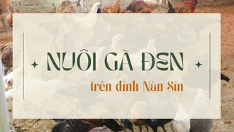 Nuôi gà đen trên đỉnh Nàn Sín