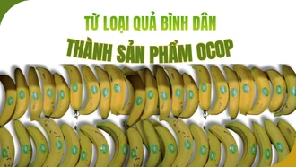 Từ loại quả bình dân thành sản phẩm OCOP