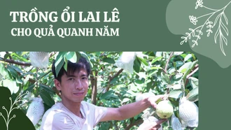 Trồng ổi lai lê cho quả quanh năm