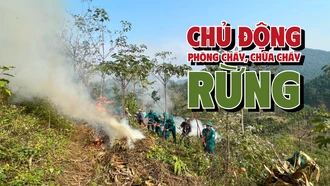 [Infographic] Chủ động phòng cháy, chữa cháy rừng