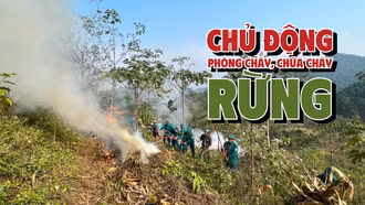 [Infographic] Chủ động phòng cháy, chữa cháy rừng