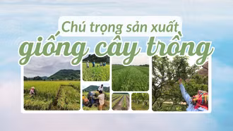Chú trọng sản xuất giống cây trồng