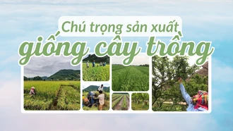 Chú trọng sản xuất giống cây trồng