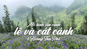 Mô hình xen canh lê và cát cánh ở Hoàng Thu Phố