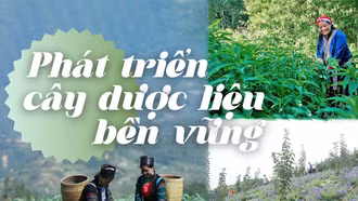 Phát triển cây dược liệu bền vững