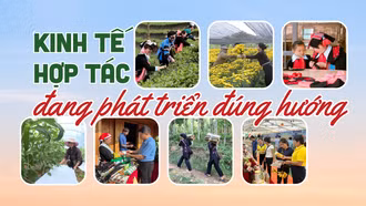 Kinh tế hợp tác đang phát triển đúng hướng