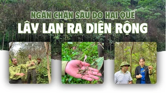 Ngăn chặn sâu đo hại quế lây lan ra diện rộng