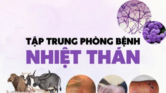 [Infographic] Bệnh nhiệt thán: nguyên nhân, triệu chứng và cách phòng bệnh