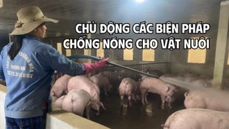 Chủ động các biện pháp chống nóng cho vật nuôi