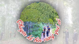 Chuyện kể bên rừng quế cổ