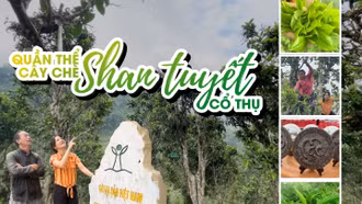 Tới Hoàng Thu Phố hái chè cổ thụ