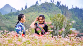 Pả Chư Tỷ mùa hoa tam giác mạch