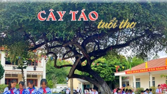 Cây táo tuổi thơ