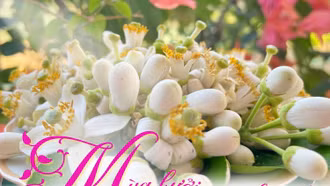 Mùa bưởi đưa hương