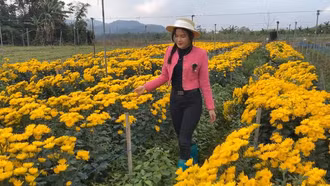 Thăm làng hoa Phố Lu