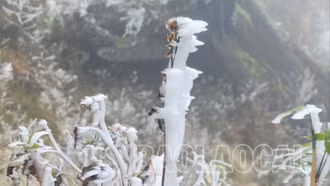 Lào Cai: Băng giá xuất hiện ở các đỉnh núi cao