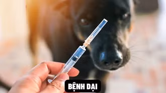 Bộ Y tế đề nghị các địa phương tăng cường phòng, chống bệnh dại trên người