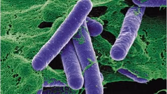 Vi khuẩn gây ngộ độc Botulinum tấn công cơ thể như thế nào?