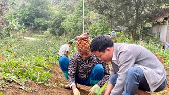 Trồng thí điểm mô hình chuối kháng bệnh vàng lá Panama tại Bảo Yên