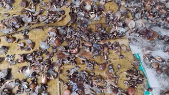 Lai Châu: 2 em nhỏ tử vong do ăn phải nấm độc