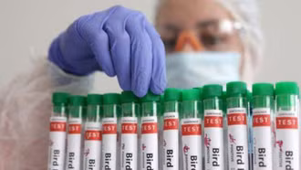 Trung Quốc phát hiện cúm gia cầm ở động vật hoang dã