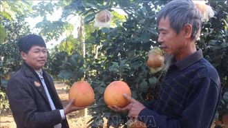 Bưởi đỏ tiến Vua hút khách ngày Tết