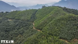 Chia sẻ 51,5 triệu USD cho 6 tỉnh Bắc Trung Bộ từ bán tín chỉ carbon rừng