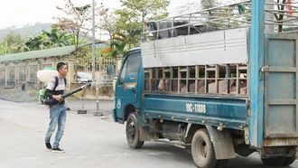 Tăng cường các biện pháp phòng, chống bệnh trên đàn gia súc, gia cầm và bệnh dịch tả lợn châu Phi