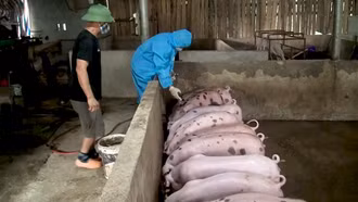 Công ty cổ phần thuốc AVAC Việt Nam hỗ trợ huyện Bảo Thắng 1.000 liều vắc-xin phòng dịch tả lợn châu Phi 