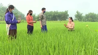 Bảo Yên: Xuất hiện rầy lưng trắng trên lúa Xuân