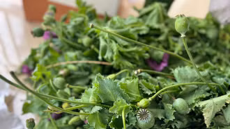 Triệt phá vườn cây thuốc phiện ngụy trang trong vườn rau cải