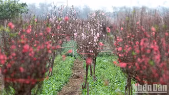 Thông báo lịch nghỉ Tết Nguyên đán năm 2024