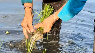 Nông dân Võ Lao nhanh tay phủ xanh cánh đồng