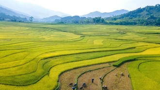 Mùa "vàng" Hợp Thành