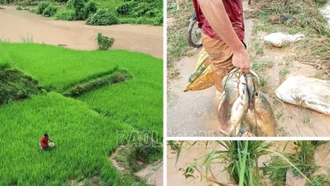  Mưa lũ gây nhiều thiệt hại cho nông dân xã Kim Sơn (Bảo Yên)