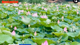 Sóng sánh mùa sen