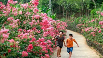 Hoa tường vi “lộng lẫy” cung đường nông thôn mới