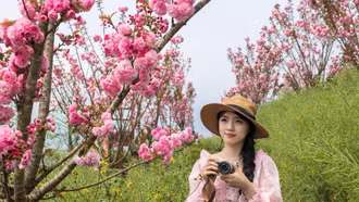 Ngắm hoa anh đào rực rỡ tại Sa Pa