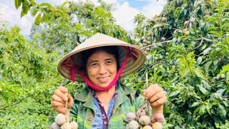 Du khách háo hức trải nghiệm hái mận tại vườn